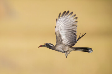 Flying African grey hornbill (Lophoceros nasutus) is a member of the hornbill family of mainly tropical near-passerine birds found in the Old World.