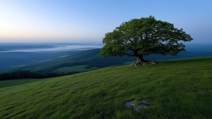 Fototapeta premium Majestic tree atop a grassy hill overlooking a misty valley. Lush greenery, serene landscape, tranquil morning light