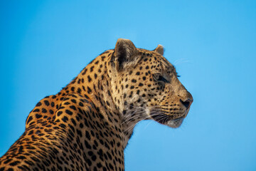 Africa wildlife. Panthera leopard, Panthera pardus, levhart, predator native Africa, Botswana. Wildlife, typical environment of leopard subspecies. On the rock. National park Moremi, Okavango, Kwai.
