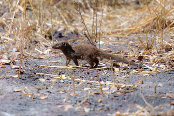 Slender Mongoose at Chobe National Park, Botswana