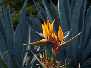 A bird of paradise flower showcasing vibrant orange petals surrounded by the spikey blue-green...