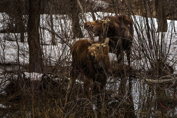 Two moose seen in the forest eating on willows seen in Steamboat Springs Colorado