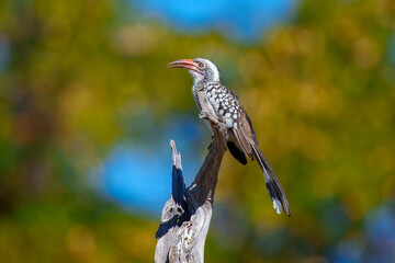 Southern Yellow-billed Hornbill, Tockus leucomelas, bird with big bill in the nature habitat with evening sun, sitting on the branch, on the ground, close up