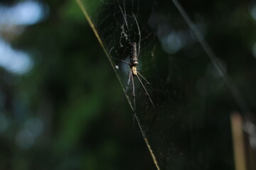 spider on a web