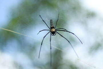 spider on a web