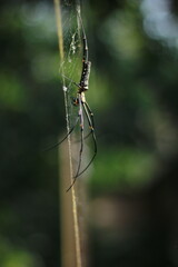 spider on a web
