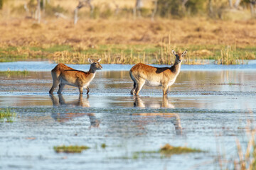 Lechwe in the water, Kobus leche, antelope in the golden grass wetlands. Lechve running in the river water, Okavango delta, Botswana in Africa. Wildlife scene from nature. 