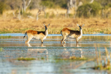 Lechwe in the water, Kobus leche, antelope in the golden grass wetlands. Lechve running in the river water, Okavango delta, Botswana in Africa. Wildlife scene from nature. 