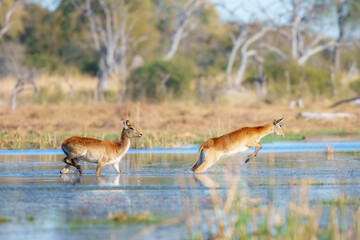 Lechwe in the water, Kobus leche, antelope in the golden grass wetlands. Lechve running in the river water, Okavango delta, Botswana in Africa. Wildlife scene from nature. 