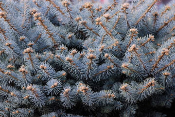fir tree branches