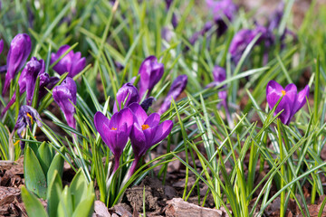 purple crocus flowers