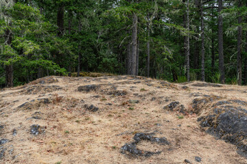 hiking trail in idyllic forest looking at mountain in summer at Thetis Lake Regional Park British Columbia Canada