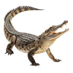 Naklejka premium Crocodile Isolated on Transparent background Generative Ai. 