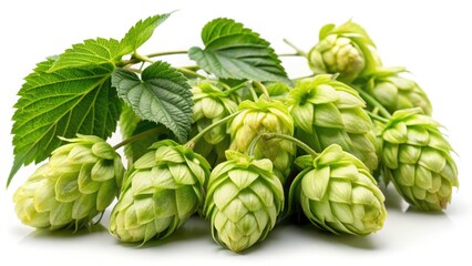 Fototapeta premium Ripe Hop Flowers Bokeh Photography: Close-Up Harvest Images, Premium Quality