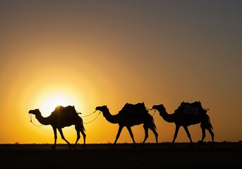 Silhouette of three camels walking in desert at sunset with bright orange and yellow sky behind them