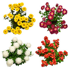 Сollection сhrysanthemum flowers isolated on white background. Flat lay, top view