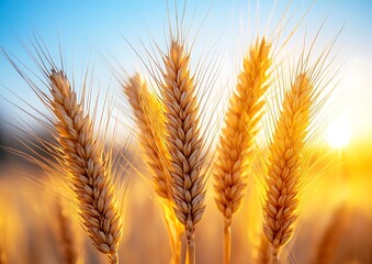 Golden Wheat Field at Sunset (6)