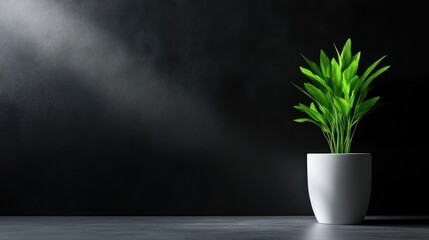 Minimalist plant in a white pot against a dark background, highlighting the plant's vibrant green leaves.  A single, modern plant elegantly placed against a backdrop of deep darkness,