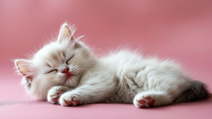 Adorable Fluffy Kitten Sleeping Peacefully on Pink Background. Cute Pet Cat Image