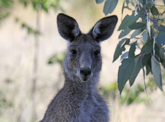 Close-up portrait of a wallaby kangaroo in the Australian bush