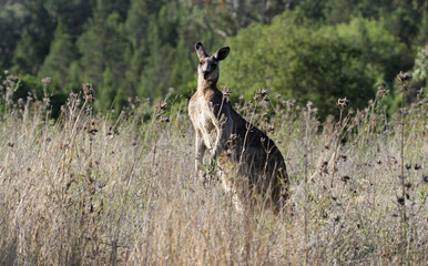 Fototapeta premium Kangaroo marsupial animal standing in long grass in Australian bushland