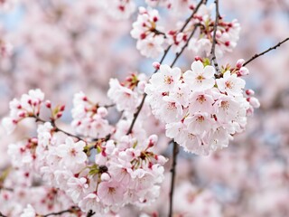 Fototapeta premium Cherry blossoms bloom, pink-white petals clustered, branches intertwined, fresh and elegant.