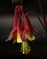 Beautiful bloom of a Red Columbine in early spring. Raleigh, North Carolina