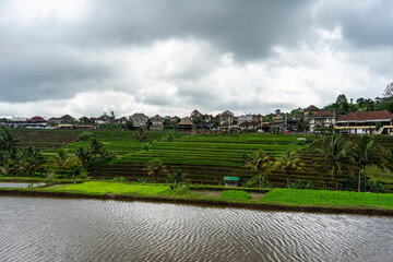 Fototapeta premium The rice fields of Bali, Indonesia are a famous tourist destination.