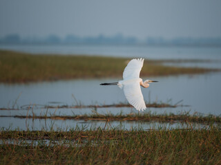 seagull on the lake