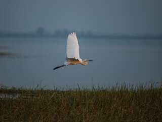 heron on the lake