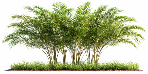 Fototapeta premium Realistic Green Bush Isolated On White Background Illustration