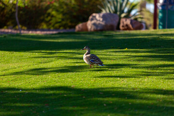 pheasant in the grass