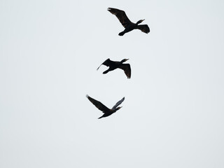 birds in the sky