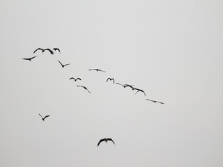 birds in flight