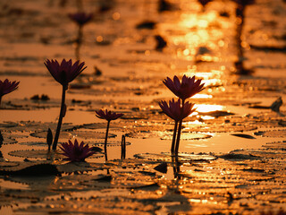 flower on the beach
