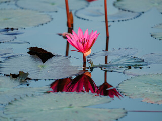 pink lotus flower