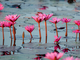 pink water lilies