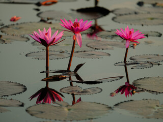 pink lotus flower