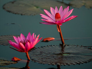 pink water lily