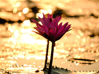 flower in the sunset