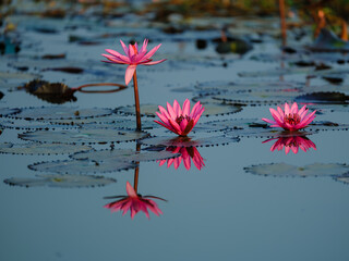 pink lotus flower