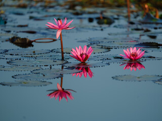 pink water lily