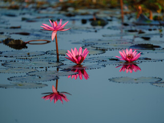 pink water lilies