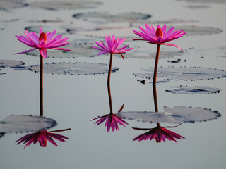 pink flowers and leaves