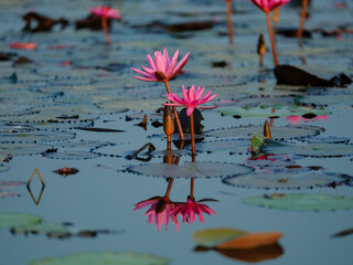 pink water lily