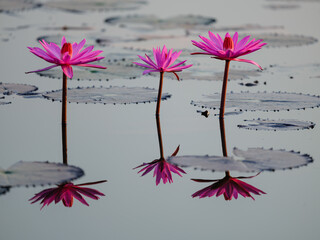 pink flowers on white background