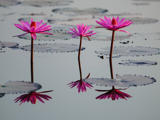 pink flowers on a white