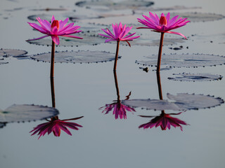 pink lily flower