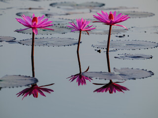 pink  lotus