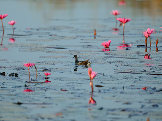 duck in the water